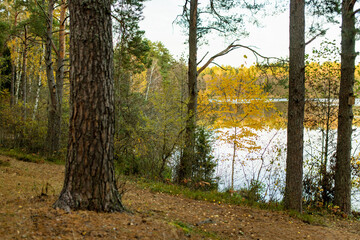 Beautiful view of Balzis lake in autumn. Pine forests surrounding a small lake. Scenic fall landscape near Vilnius, Lithuania.