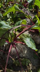 beets in a farmer's garden