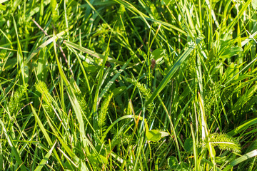 Close up shot of the green grass. background