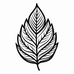 Fototapeta premium black and white leaf