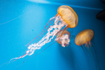 underwater photography jellyfish Chrysaora fuscescens, Pacific sea nettle, West Coast sea nettle