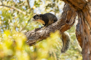 Sherman's fox squirrel, Sciurus niger shermani perched in a tree in Florida.