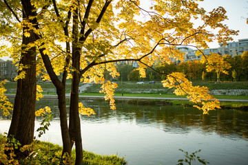 Autumn trees with yellow leaves on the Neris riverbank in Vilnius, with city buildings in the background