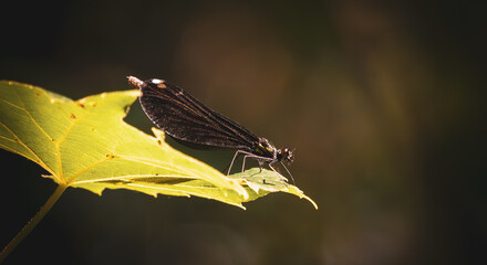 Close Up of Dragonfly on Leaf