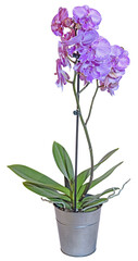 Orchidée phalaenopsis violette 