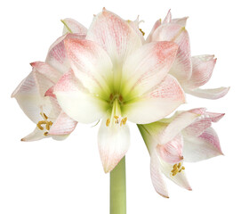 Fleur d'un  Amaryllis blanc et rose