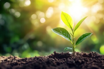 Young plant growing at sunlight. Environment and ecology concept. Sources for renewable, sustainable development.
