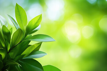 Green leaves with sunlight and bokeh