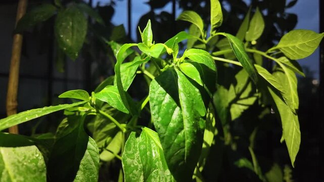 Growing red and green chili papper on tree