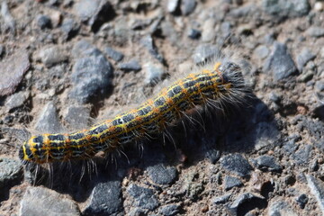 Oak processionary caterpillar closeup crawling on stone ground – Thaumetopoea processionea toxic insect