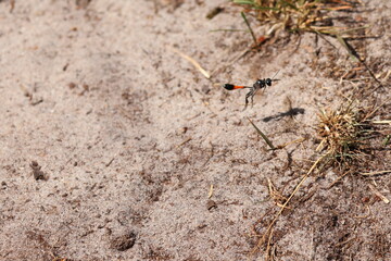 closeup of red-banded sand wasp flying over sandy ground, ammophila sabulosa in wild nature
