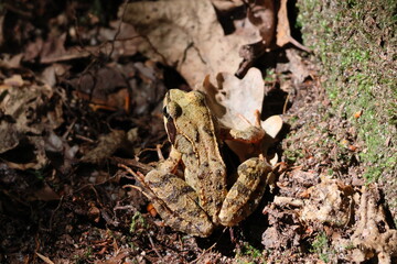 closeup of a wood frog resting in the sun camouflaged on brown forest floor – Lithobates sylvaticus wildlife nature