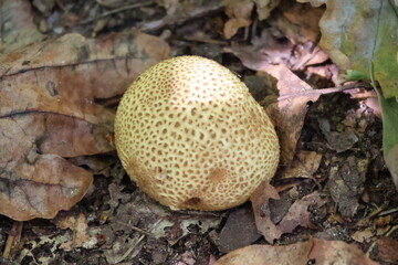 toxic potato earthball mushroom on forest floor – Scleroderma bovista in wild nature
