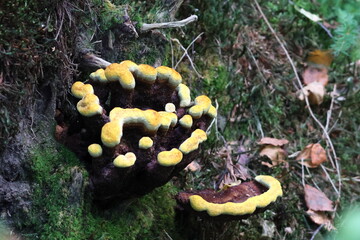 Dyer’s Polypore mushroom on dead mossy tree – Phaeolus schweinitzii in forest