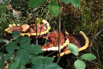 Dyer’s Polypore mushroom on dead mossy tree – Phaeolus schweinitzii in forest