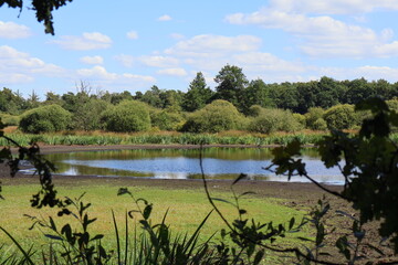 Half-dry pond in summer heat with low water level