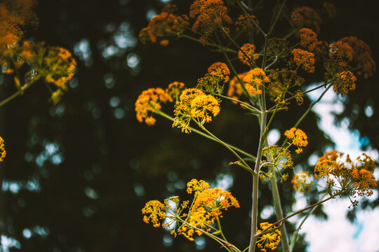 Ferula stinking or Kavrak - Ferula assa-foetida - perennial plant, genus Ferula of the family Apiaceae. Bright yellow flowers in bloom. Summer garden.