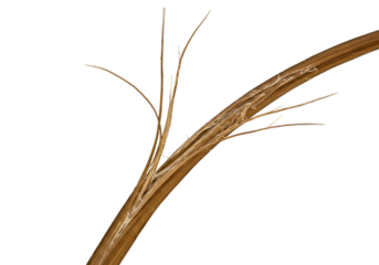 A single strand of severely damaged human hair with dry, brittle, split ends, and frayed cuticle, isolated on a transparent background, extreme macro, concept of hair damage analysis