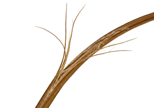 A single strand of severely damaged human hair with dry, brittle, split ends, and frayed cuticle, isolated on a transparent background, extreme macro, concept of hair damage analysis
