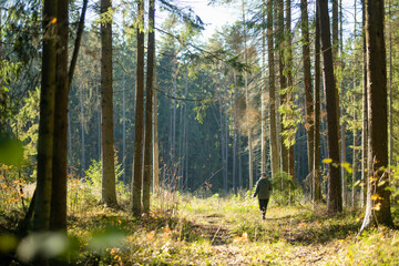 Person walks along a sunlit forest path carrying a bag, surrounded by tall trees and autumn foliage.