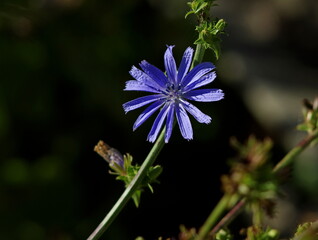 Fototapeta premium Chicory on a black background