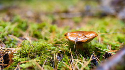 Shiny brown mushroom glistens with moisture among moss, grass, and pine needles on the forest floor.