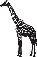 Naklejka premium Giraffe silhouette with distinct black and white patterned body animal wildlife