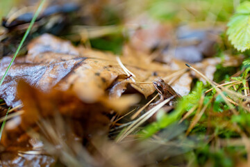 Small brown frog hides among fallen oak leaves, pine needles, and green plants on the forest floor.