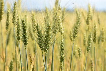 spikelets of golden wheat in the field. Ripe big golden ears of wheat on a yellow background of the...
