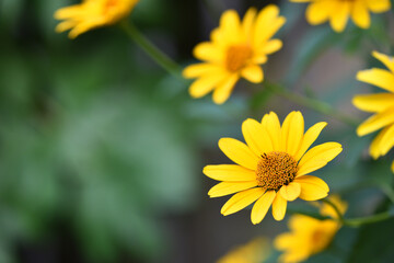 yellow chamomile flowers in the garden. yellow daisy on a beautiful blurred background, close-up. yellow flowers on the flowerbed. floral background. bright chamomile in spring or summer.
