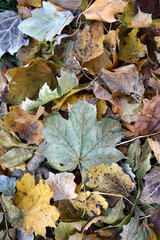 Dry leaves on the ground in a beautiful autumn forest. autumn background, fallen leaves in a forest...