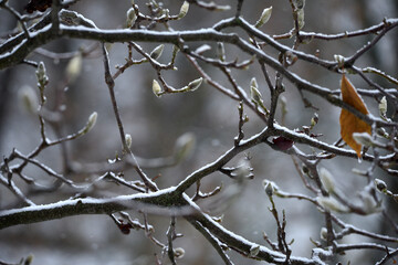magnolia buds in ice. magnolia branch in early spring, close-up. Magnolia buds after the first snow. isolated on natural blurred background, cold time. macro photo, beauty of nature. frozen magnolia