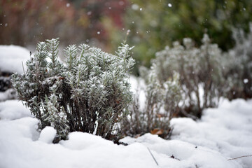 snow on green leaves lavender. Green bushes covered with white snow in a winter frosty park. A bed...