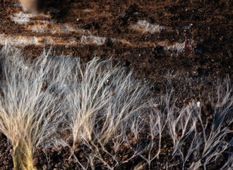 Fungal mycelium natural pattern on an old wooden surface. Fungal mycelium the vegetative part of a fungus, consisting of a network of fine white, yellowish, or slightly pinkish filaments.