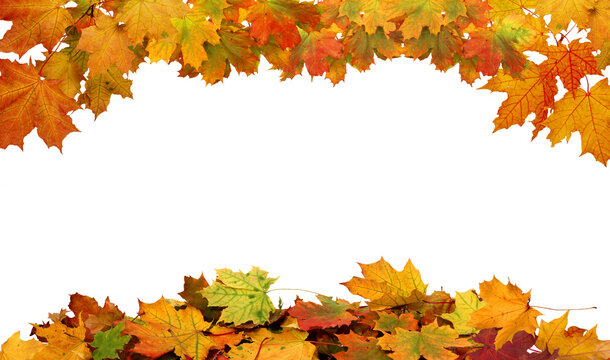 Fototapeta Autumn maple leaves border.  Vibrant fall colors autumn  foliage cut outs 