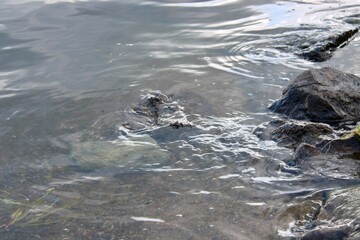 Fototapeta premium Calm Water Ripples Over Rocks by the Riverbank in the Early Morning Sunlight Creating a Serene and Tranquil Atmosphere