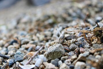 Natural Gravel Texture With Small Stones and Pebbles Under Soft Sunlight, Ideal for Creative Design and Background Use in Various Projects Including Nature-Themed Artwork