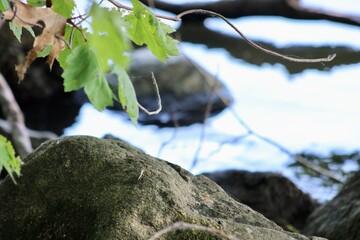 Leaves Gently Sway Above a Calm River Reflecting Nature's Serenity During a Sunny Day at the Lakeside in Summer