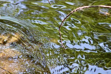 Rippling Water Reflecting Greenery in a Serene Natural Setting