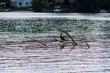 Elegant Bird Resting on Driftwood in Serene Lake at Dusk, Reflecting Soft Hues in Tranquil Waters
