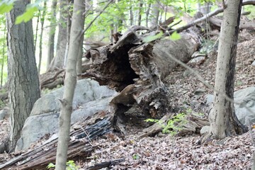 Mysterious Forest Scene Showcasing a Decaying Log Surrounded by Vibrant Green Vegetation and Rocky Terrain in a Serene Woodland Setting