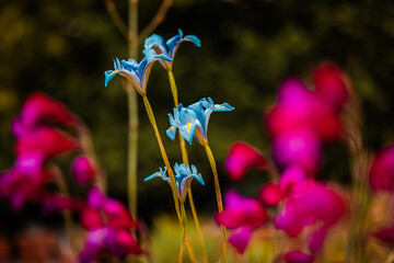 Vibrant blue irises and pink flowers bloom in a peaceful outdoor garden setting. Close-up shot of...
