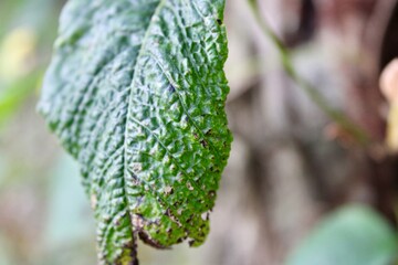 Detailed Close-Up of a Textured Green Leaf Showcasing Natural Patterns and Vibrant Color in a Lush Environment During Daylight