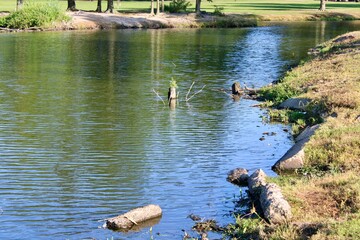 Tranquil Pond Surrounded by Lush Greenery With Fallen Logs and Gentle Ripples Reflecting Sunlight
