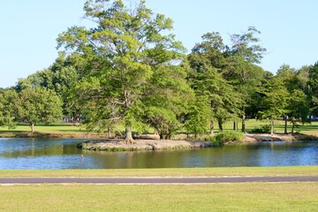Quiet Afternoon at the Park With a Serene Pond Surrounded by Lush Greenery and Trees in the Sunlight, Perfect for Relaxation and Reflection
