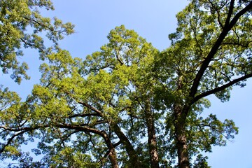 Lush Green Oak Trees Stretch Across a Bright Blue Sky in a Tranquil Park Setting, Inviting Nature Lovers to Explore This Serene Outdoor Space