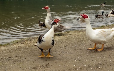 Three ducks are standing on a beach near a body of water. One of the ducks is black and white
