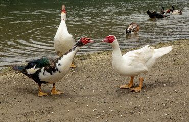 Three ducks are standing on a beach near a body of water. One of the ducks is black and white