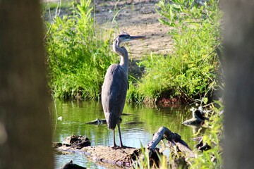 Majestic Heron Standing Near Tranquil Waters Surrounded by Lush Green Vegetation on a Sunny Day in a Serene Natural HabitatMajestic Heron Standing Near Tranquil Waters Surrounded by Lush Green Vegetat