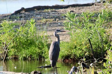 Majestic Heron Standing Near Tranquil Waters Surrounded by Lush Green Vegetation on a Sunny Day in a Serene Natural Habitat